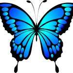 butterfly, insect, animal-2028591.jpg